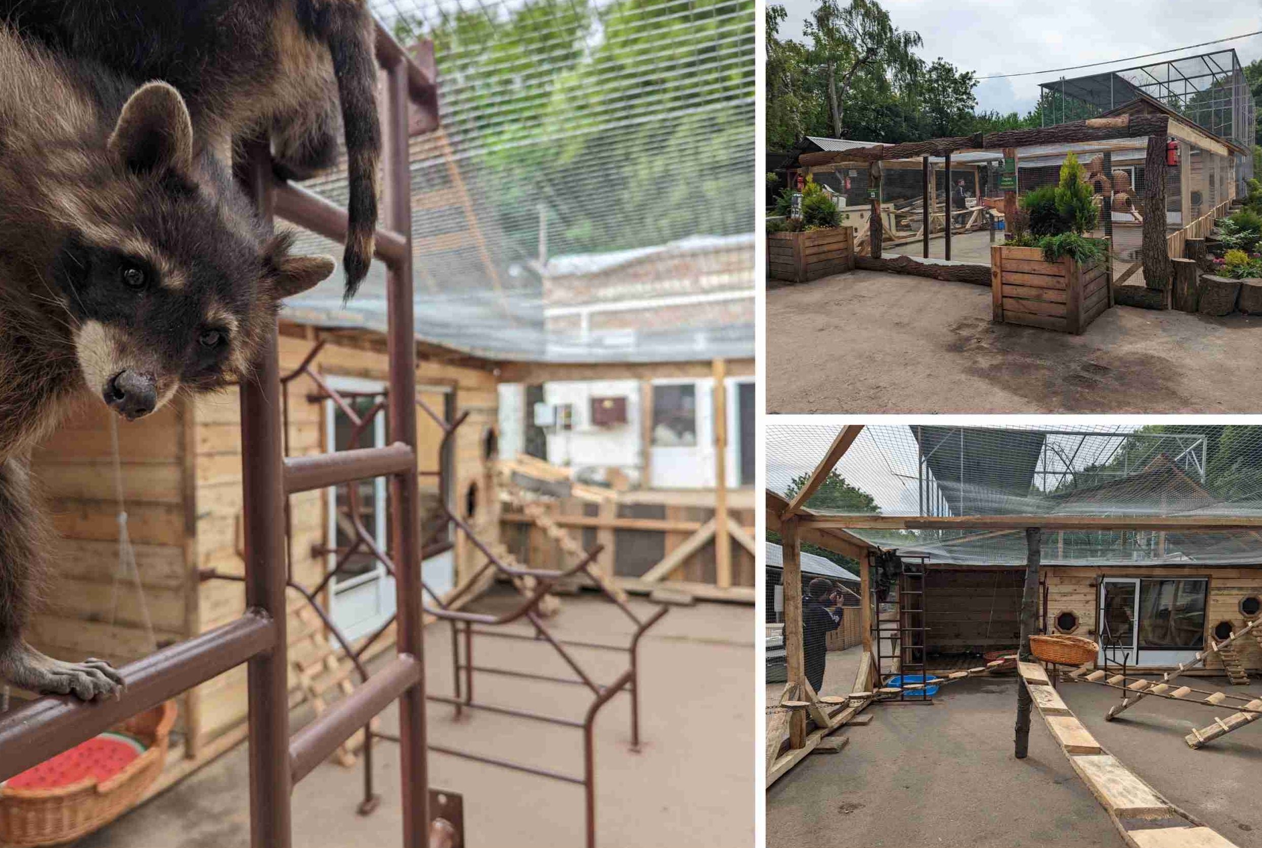 A ready made shelter for raccoons saved from the forests in the war zones.