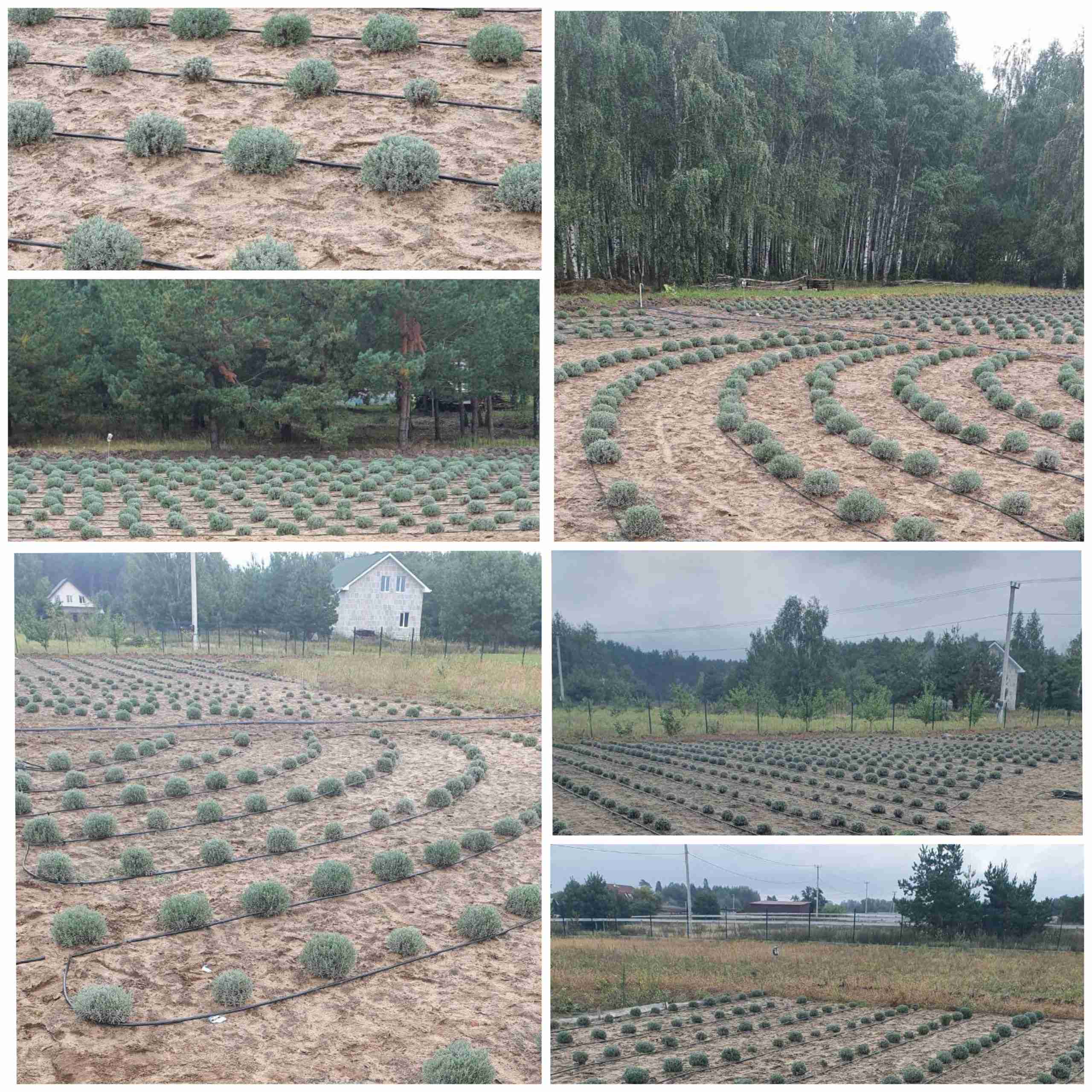 Ain’t no stopping us now! The drip irrigation system for Aroma Fields is installed!